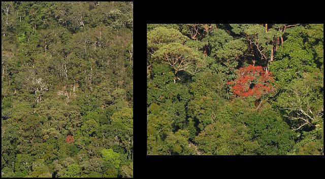 (64) Flame Tree (Brachychiton acerifolius) in the forest.JPG